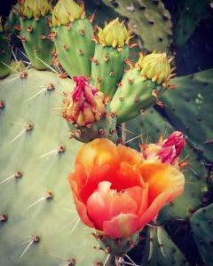 Havasu Cactus Blossoms