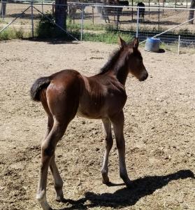 Thoroughbred Colt